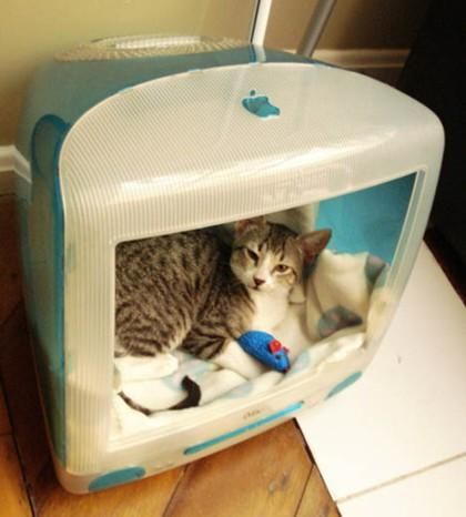 Arquivo:Imac-g3-cama-gato1.jpg